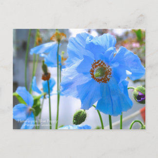Himalayan Blue Poppy：Postcard Postcard