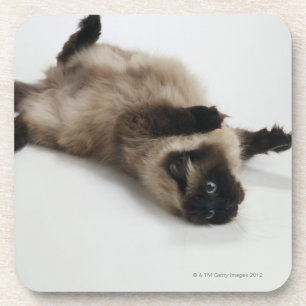 Himalayan Cat Lying on his Back Coaster