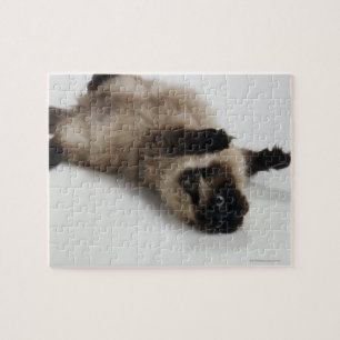 Himalayan Cat Lying on his Back Jigsaw Puzzle