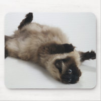 Himalayan Cat Lying on his Back