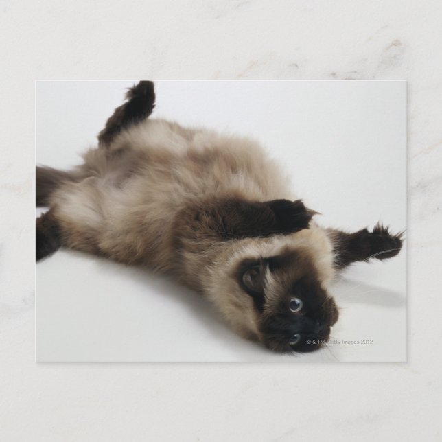 Himalayan Cat Lying on his Back Postcard (Front)
