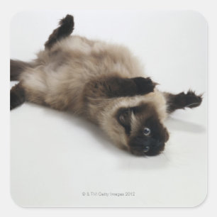 Himalayan Cat Lying on his Back Square Sticker