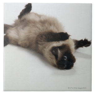 Himalayan Cat Lying on his Back Tile
