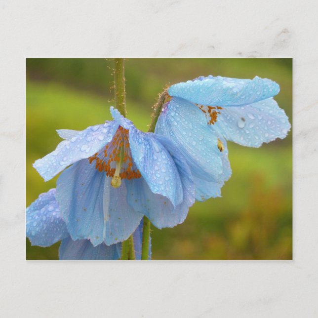 Himalayan Poppies Postcard (Front)