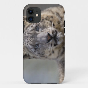 Himalayan Prince iPhone 5 Case-Mate Case