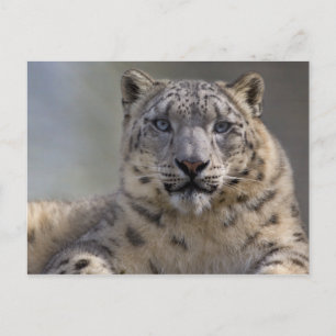 Himalayan Prince Postcard