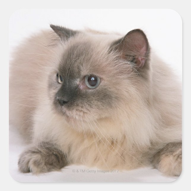 Himalayan Square Sticker (Front)