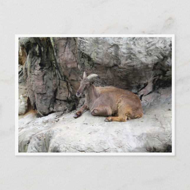 himalayan tahr postcard (Front)