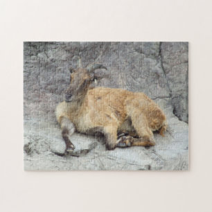 Himalayan Tahr Puzzle