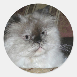 Himalayan Torti Point Classic Round Sticker