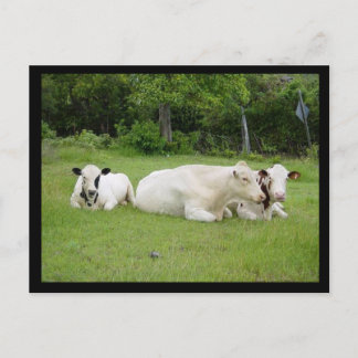 Hindu Cows Postcard