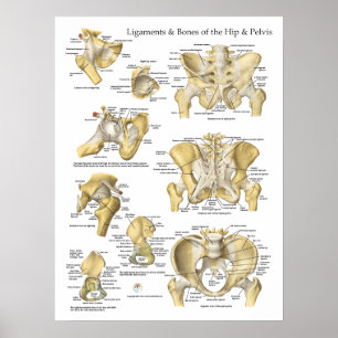 Hip Pelvis Anatomy Ligaments and Bones Poster