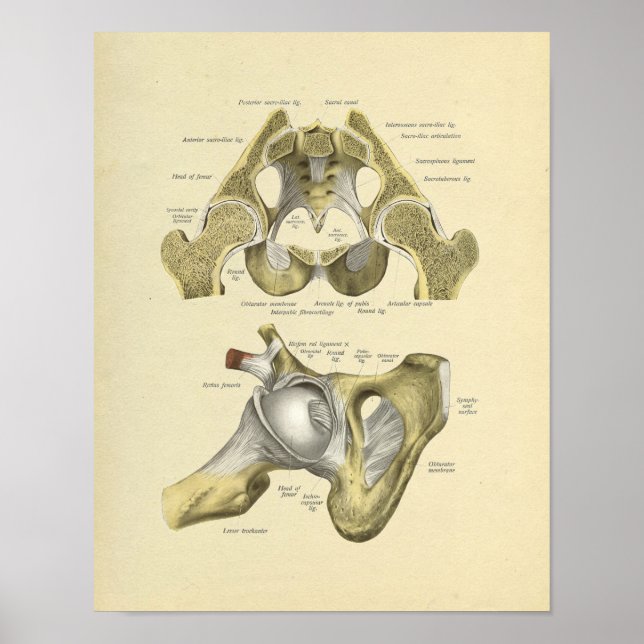 Hip Pelvis Joint Anatomy Bones Print (Front)