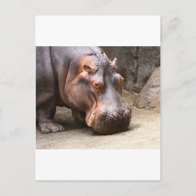 Hipo Postcard (Front)