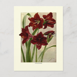 Hippeastrums(Amaryllis) Postcard