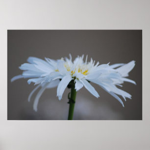 Hippie daisy and meaning poster