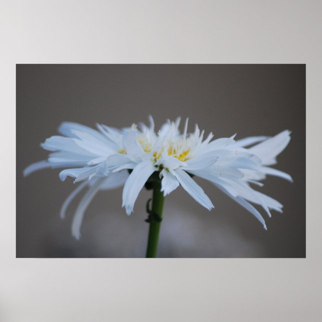 Hippie daisy and meaning poster (Front)