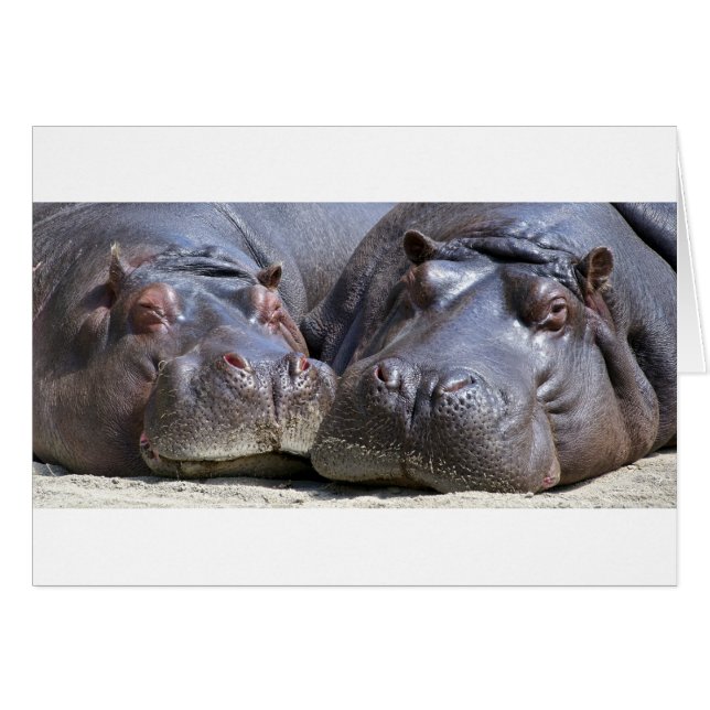 Hippo-78352 (Front Horizontal)