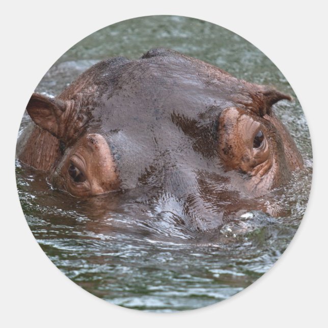 Hippo 8879 classic round sticker (Front)