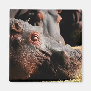 Hippo attitude magnet