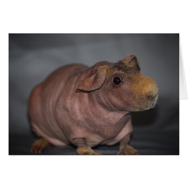 Hippo? Card (Front Horizontal)