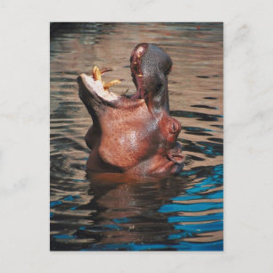 Hippo Head Postcard