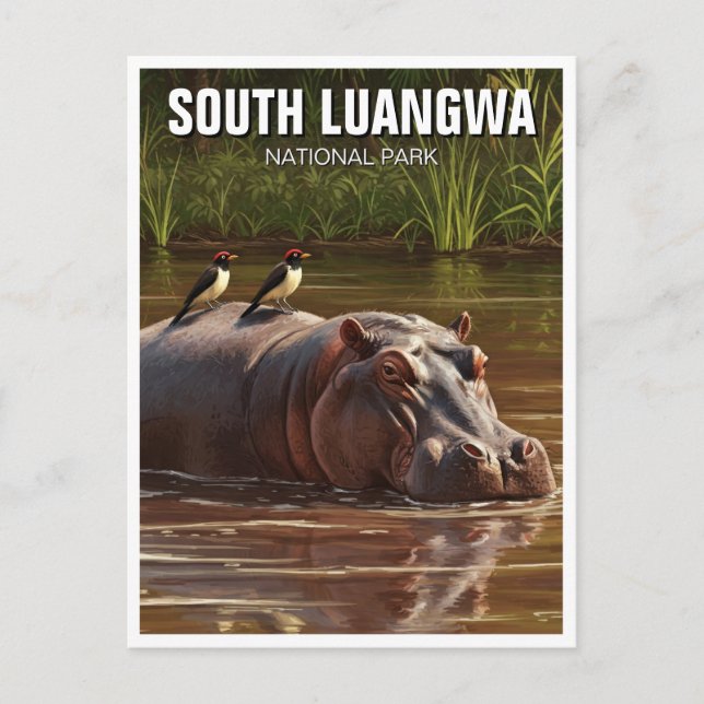 Hippo in South Luangwa National Park Zambia Postcard (Front)