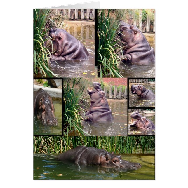 Hippo Photo Collage, (Front)