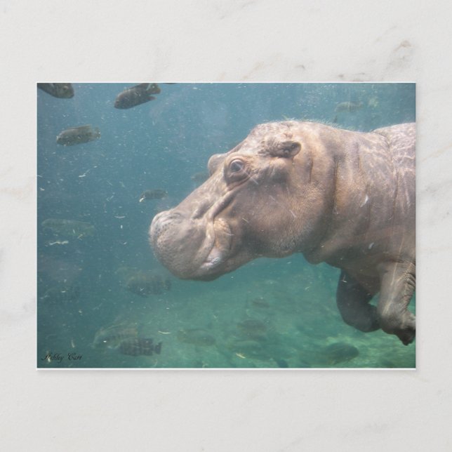 hippo postcard (Front)