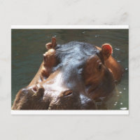 hippo