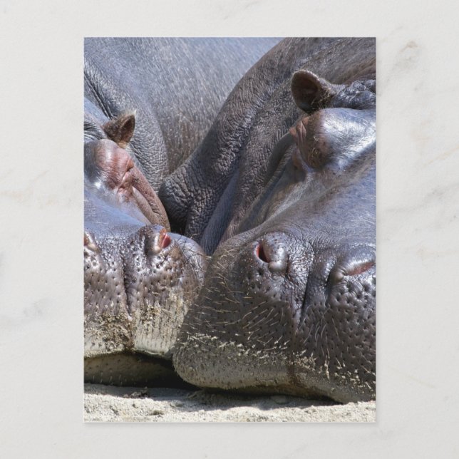 Hippo Postcard (Front)
