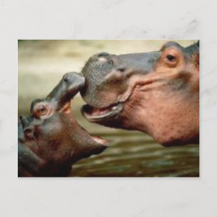 HIPPO POSTCARD