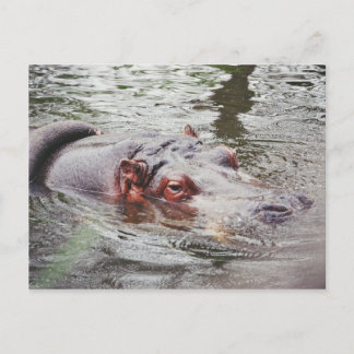 Hippo Postcard