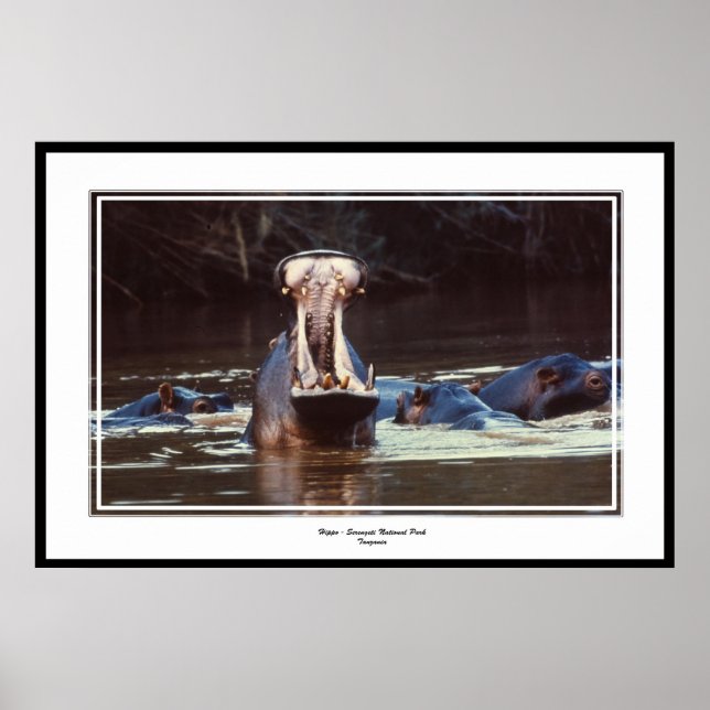 Hippo - Serentgeti Poster (Front)