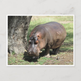 hippo stand postcard