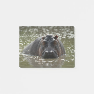 Hippo stares menacingly at camera from river post-it notes