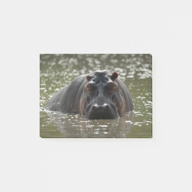 Hippo stares menacingly at camera from river post-it notes (Front)