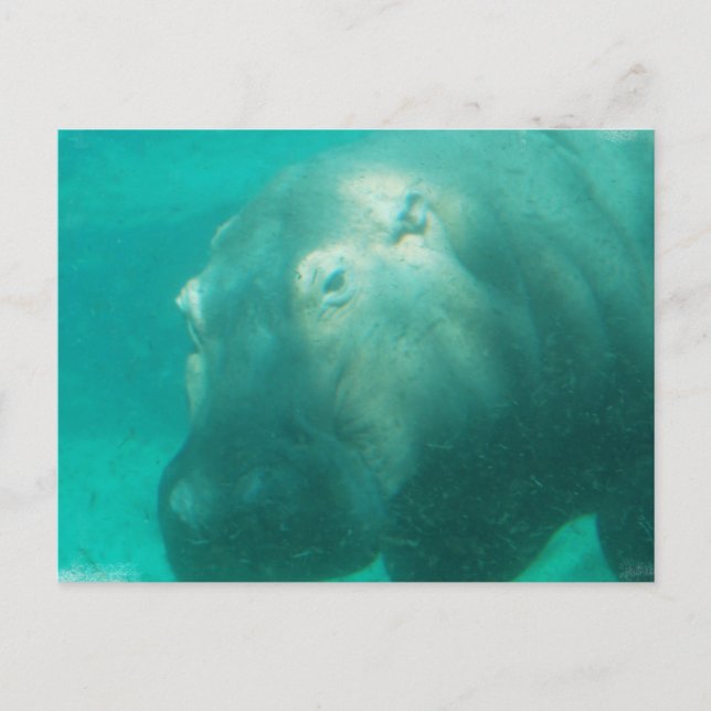 Hippo Under Water Postcard (Front)