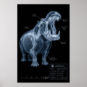 Hippo X-Ray Zoo Specimen Poster