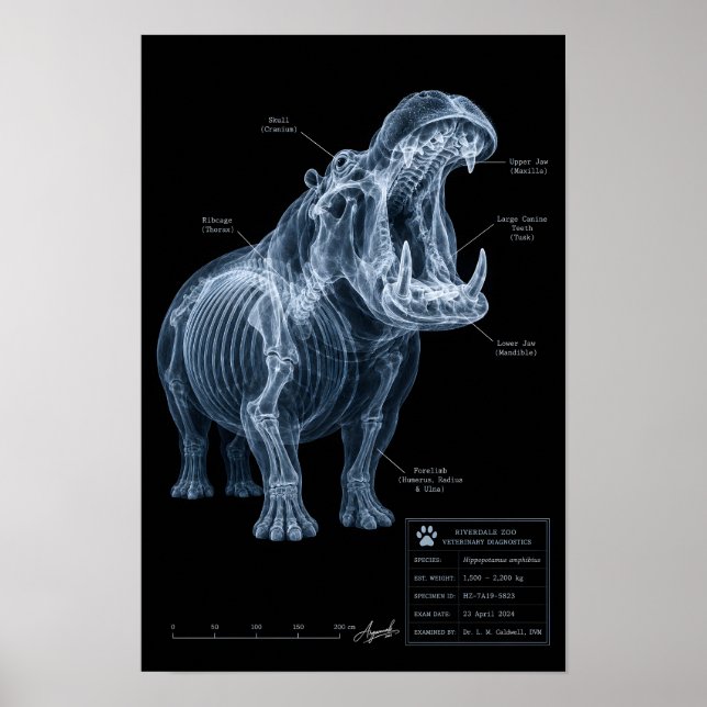 Hippo X-Ray Zoo Specimen Poster (Front)