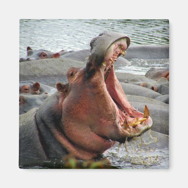 hippo yawn magnet (Front)