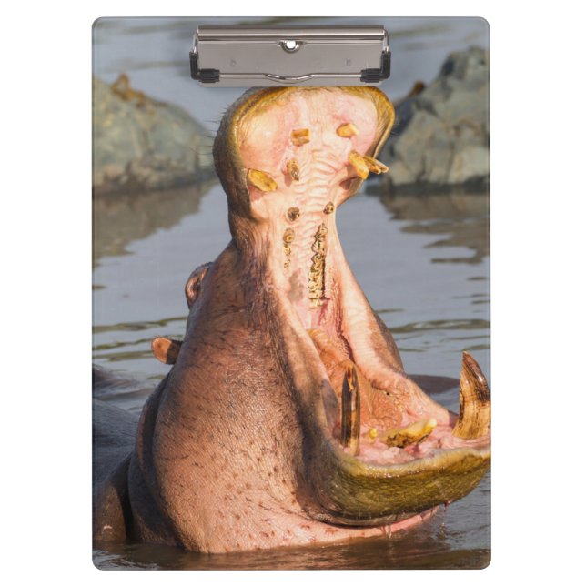 Hippo yawning, Tanzania Clipboard (Front)