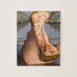Hippo yawning, Tanzania Jigsaw Puzzle
