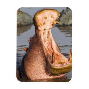 Hippo yawning, Tanzania Magnet