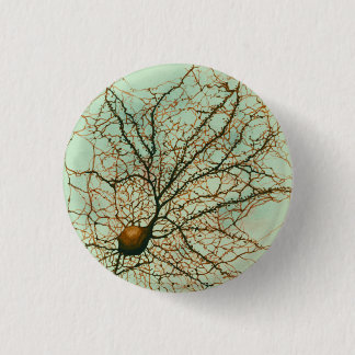 hippocampal neuron - Button & Pin