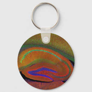 Hippocampal neurons 3 key ring