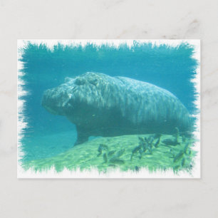 Hippopatumus Habitat Postcard