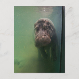 Hippopotamus Abstract #2 Postcard