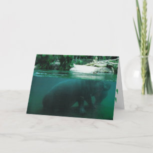 "Hippopotamus" Birthday Card