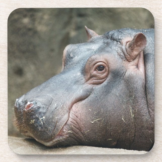Hippopotamus coasters (Front)